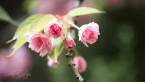 Macrophotographie fleurs roses No Eelys Photo