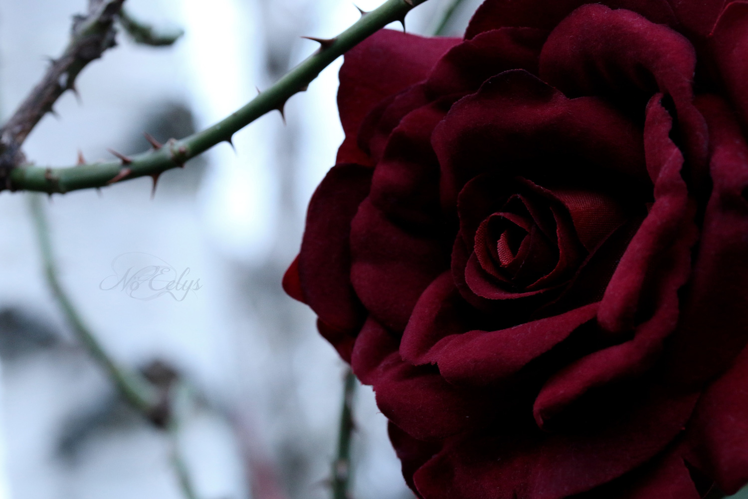 Rose rouge avec épines, Nö Eelys Photo, photographe alternative gothique romantique en région parisienne